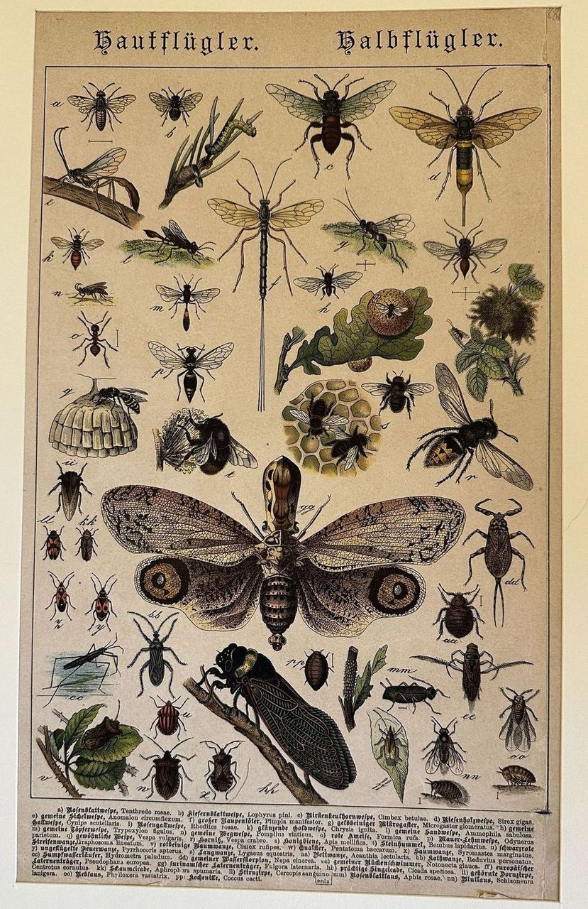 Tenthredo rosae - Lophyrus pini - Cimbex betulae - Sirex …