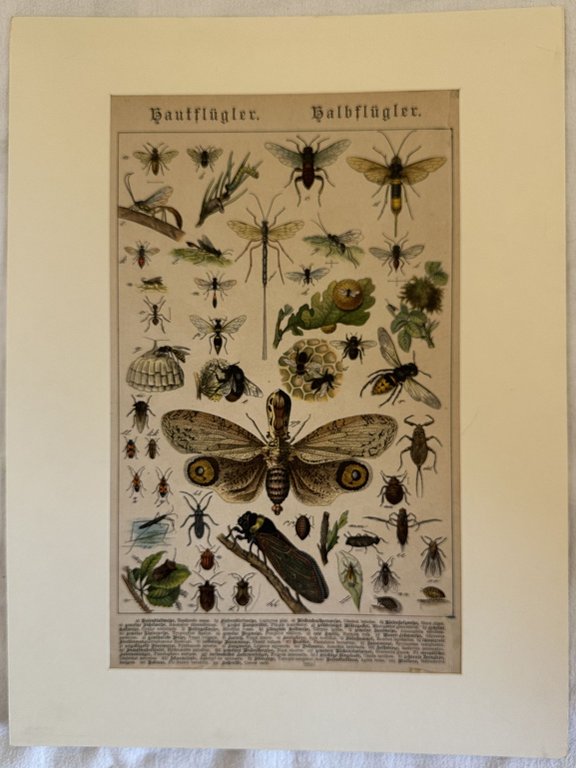 Tenthredo rosae - Lophyrus pini - Cimbex betulae - Sirex …