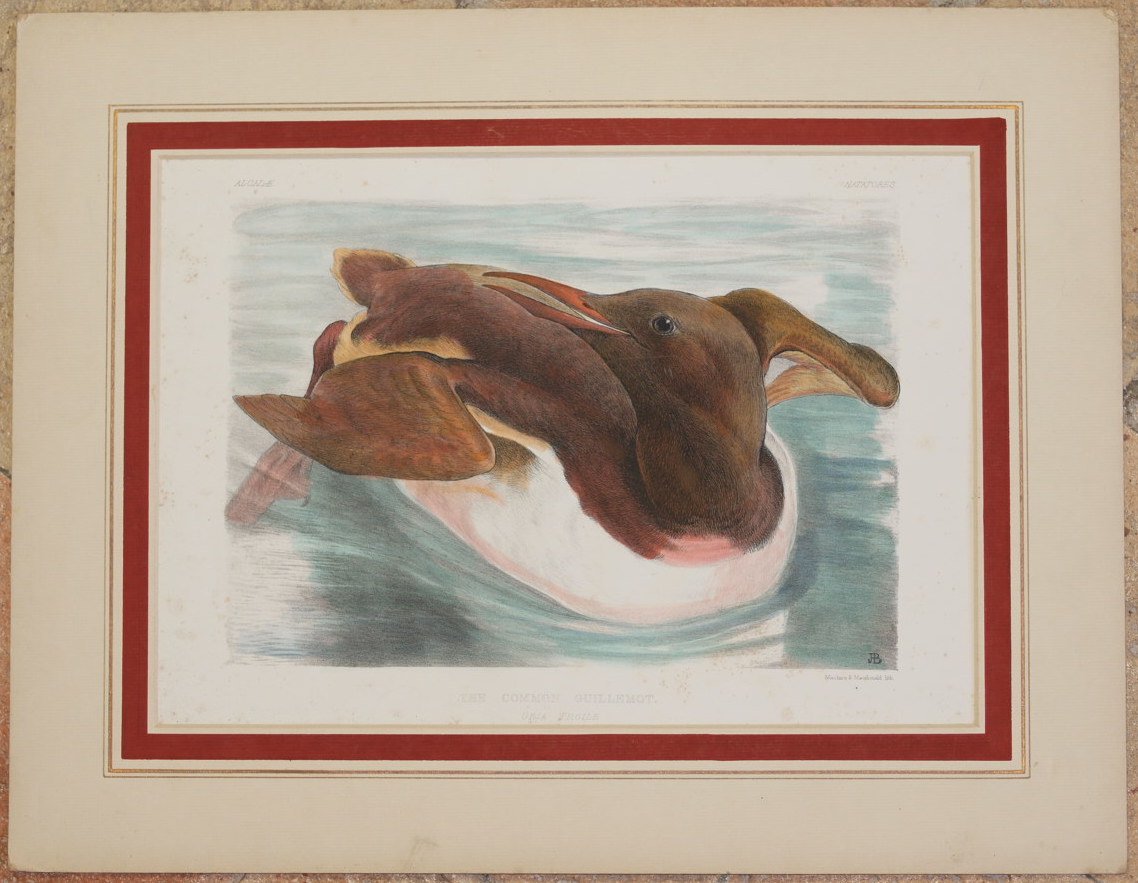 THE COMMON GUILLEMOT URIA TROILE