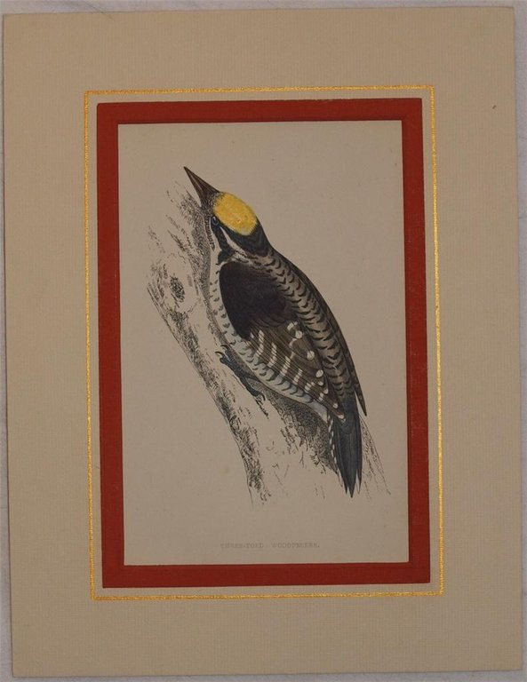 Three-toed woodpecker (Picoides tridactylus) Picchio tridattilo