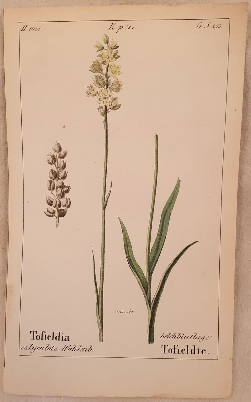 Tofieldia calyculota