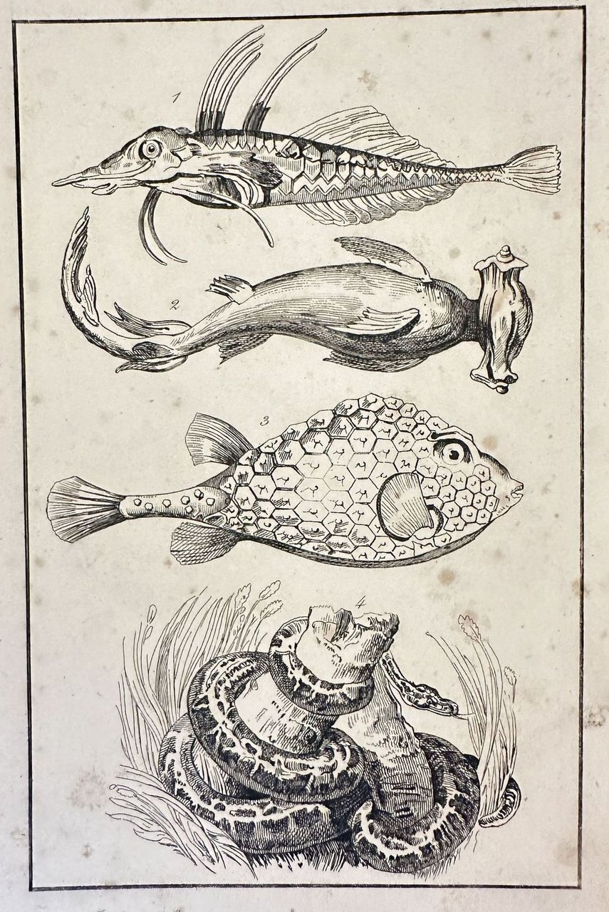 Trigle Lyre (Leyerfisch) Marteau (Hammerfisch) Coffret triangulaire (Ostracio tricornis) Python …