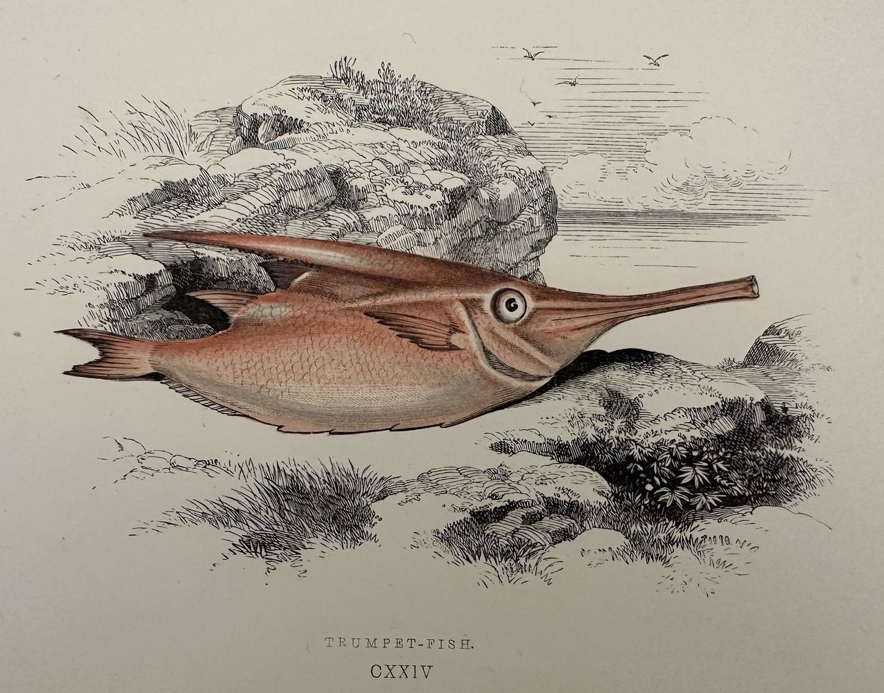 TRUMPET-FISH (Pesce trombetta)