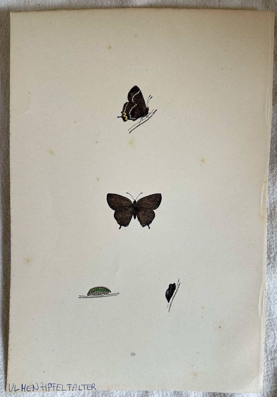 ULMENZIPFEL FALTER Satyrium w-album | Immagine principale