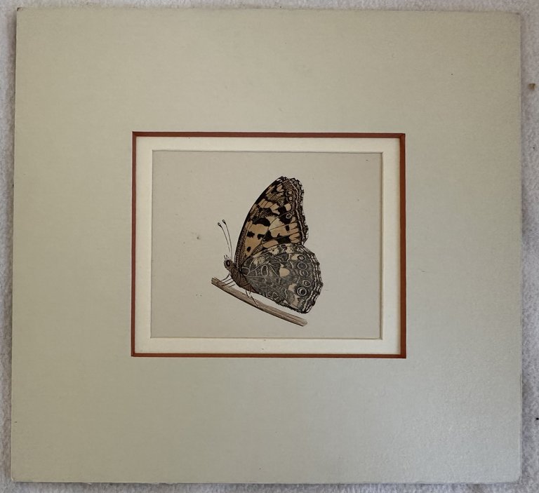 Vanessa cardui Disterfolder (Vanessa del cardo)