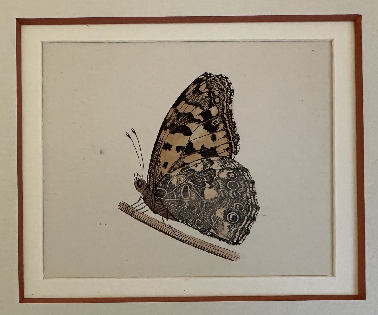 Vanessa cardui Disterfolder (Vanessa del cardo)
