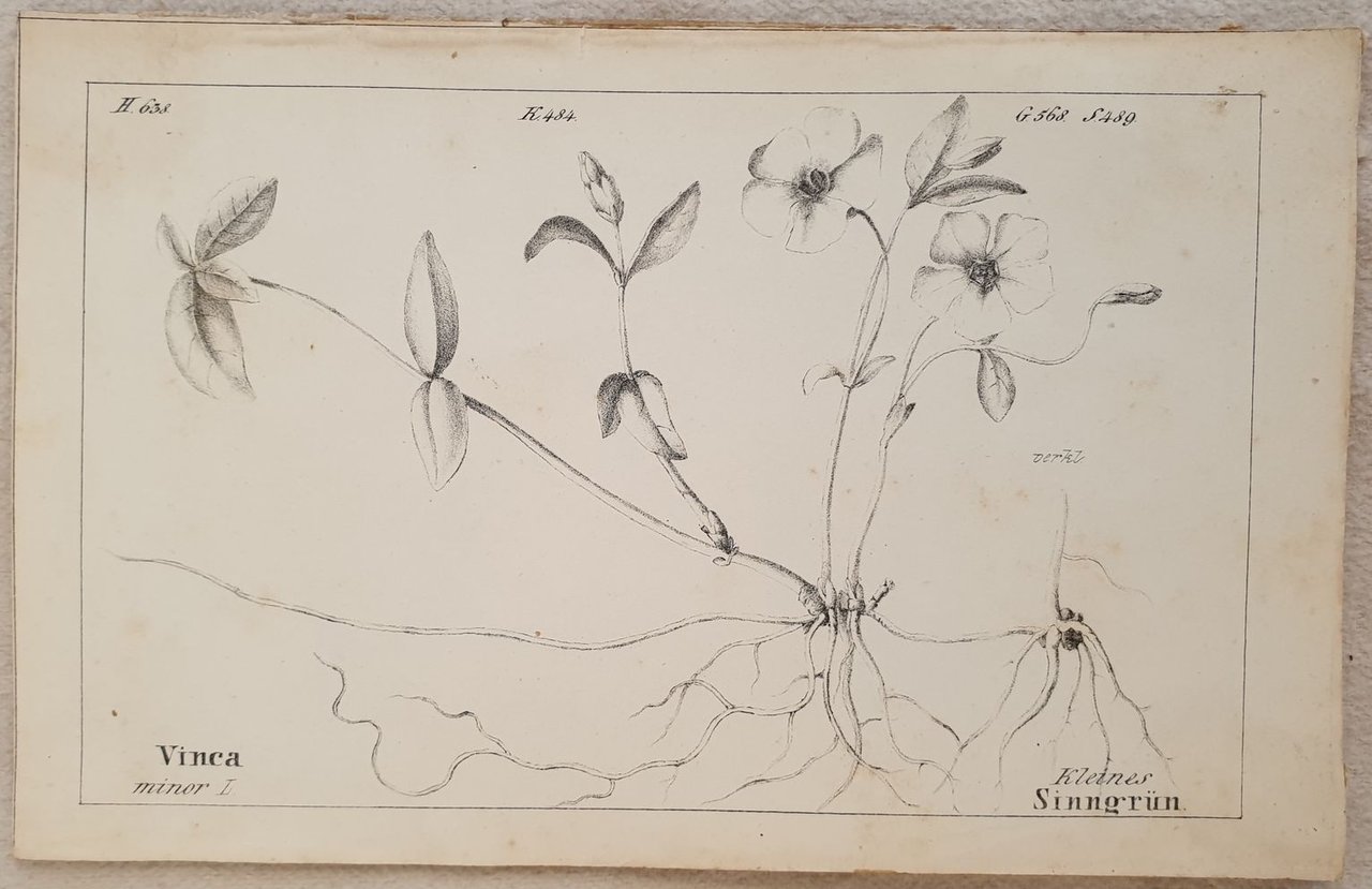 Vinca minor