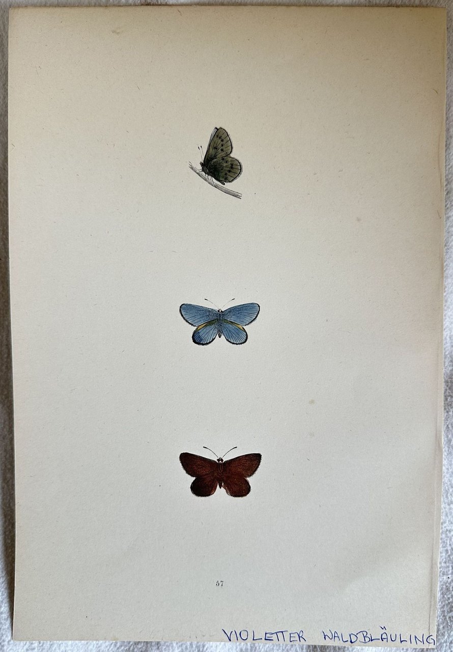 VIOLETTER WALDBLAULING Polyommatus semiargus Mazarine blue | Immagine principale
