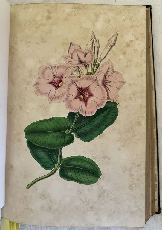 VOYAGE AUTOUR DE MON JARDIN | Immagine Gallery 5