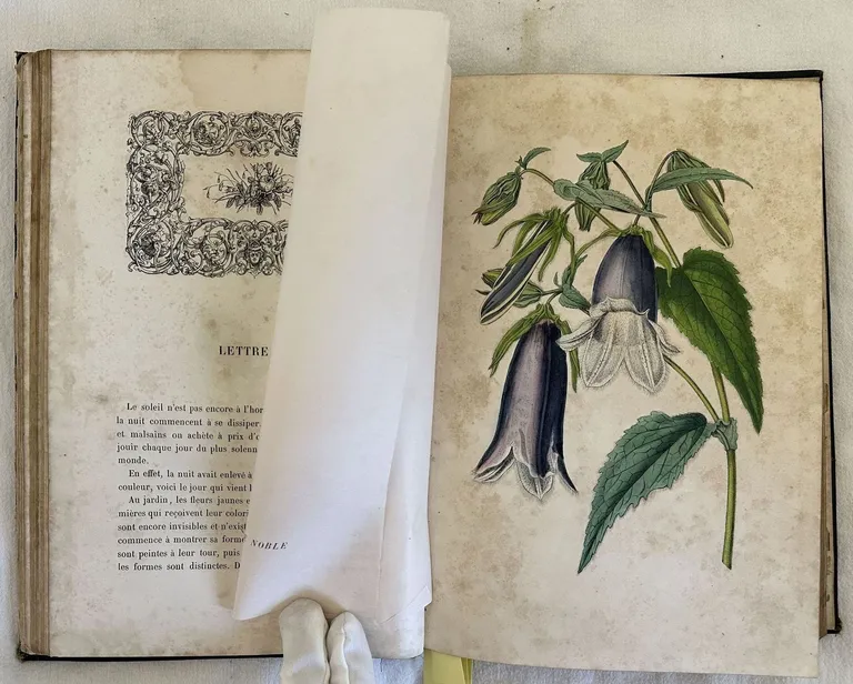VOYAGE AUTOUR DE MON JARDIN | Immagine Gallery 7