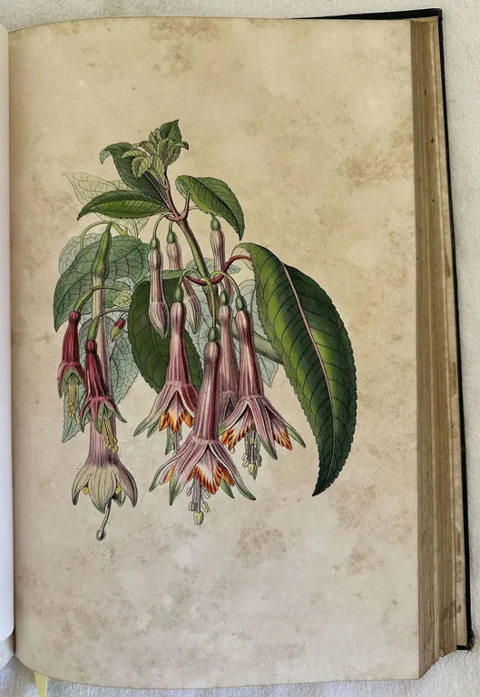 VOYAGE AUTOUR DE MON JARDIN | Immagine Gallery 6