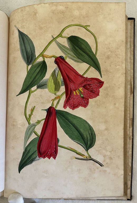 VOYAGE AUTOUR DE MON JARDIN