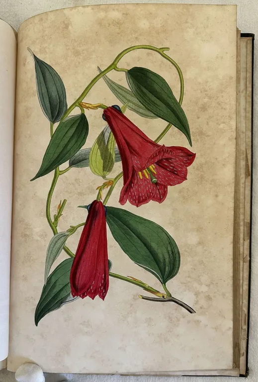 VOYAGE AUTOUR DE MON JARDIN | Immagine Gallery 3