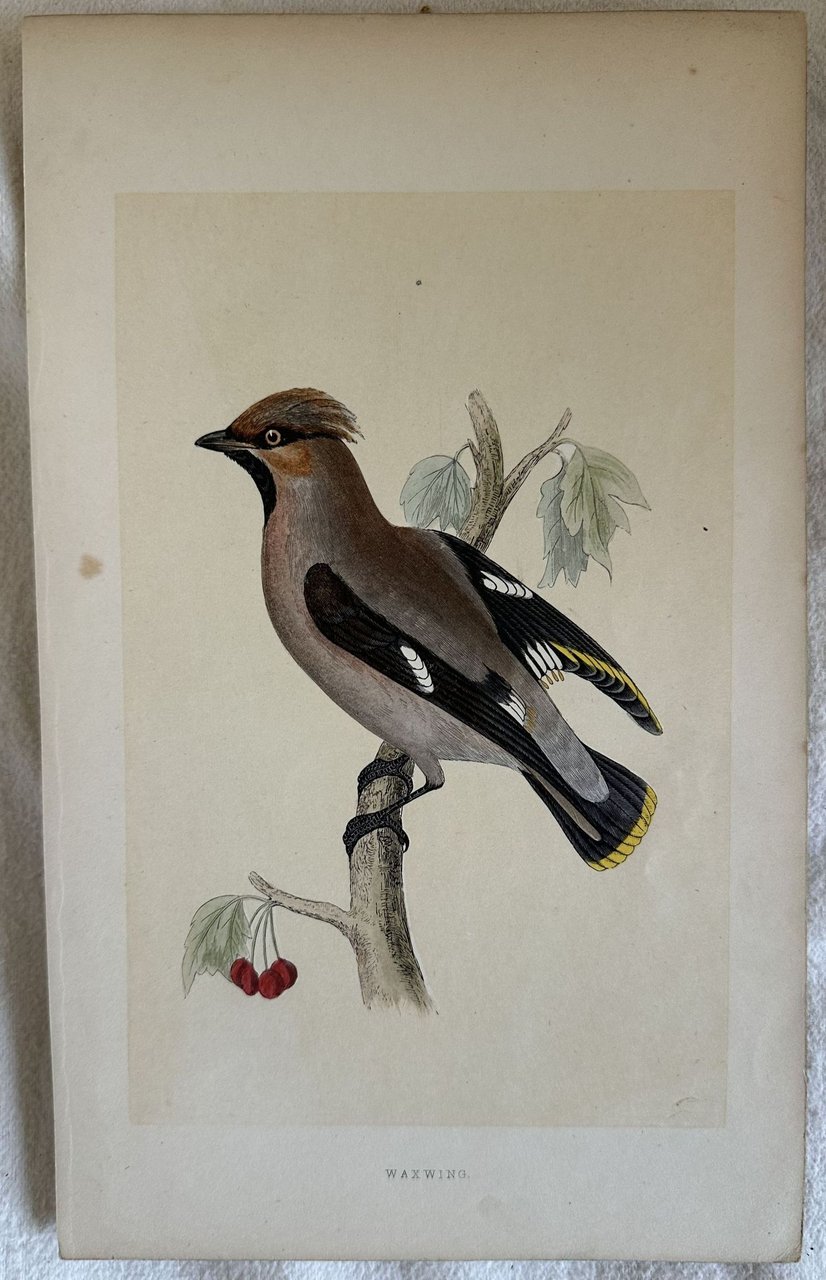 WAXWING (Bombicilla Vieillot)