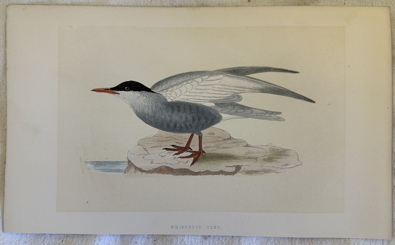 WHISKERED TERN (Chlidonias hybrida) Mignattino piombato | Immagine principale