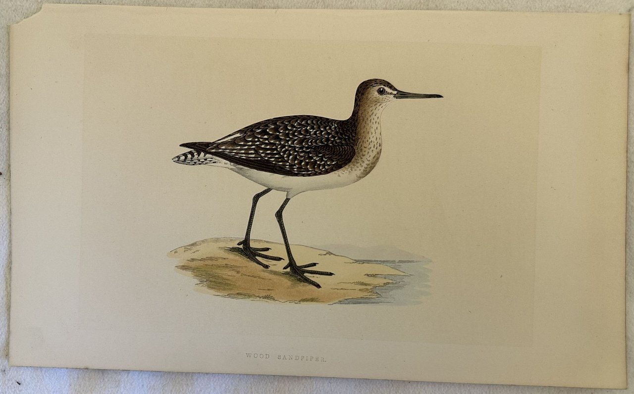 WOOD SANDPIPER Tringa glareola (Piro-piro boschereccio) | Immagine principale