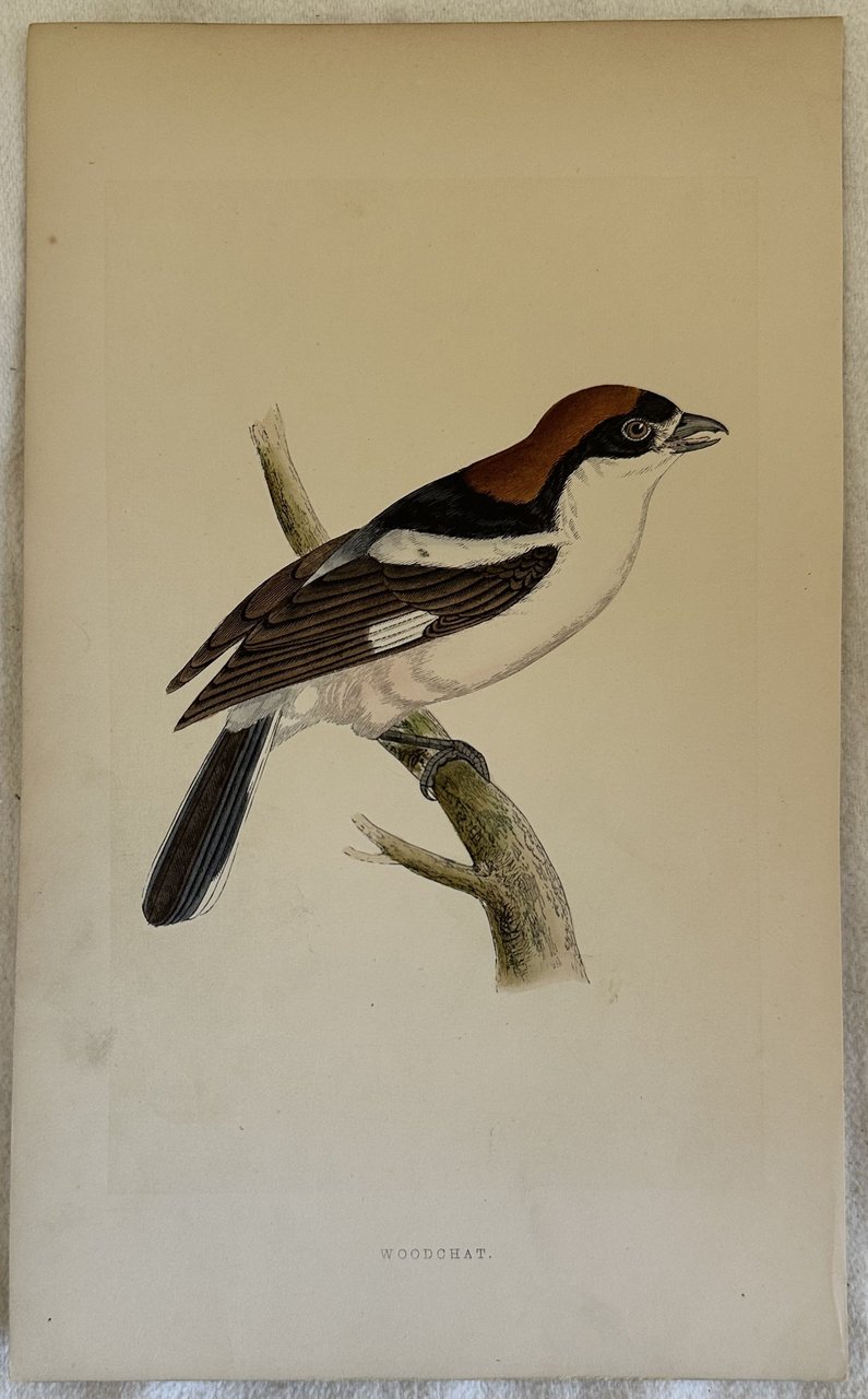WOODCHAT Lanius senator (Averla capirossa) | Immagine principale