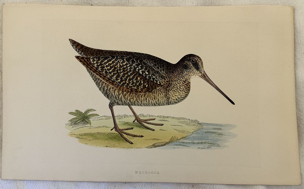 WOODCOCK (Beccaccia americana)