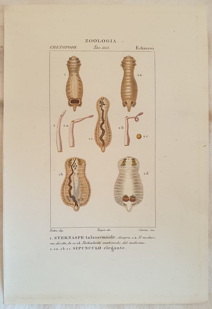 ZOOLOGIA Sternaspe talassemoide Sipinculo elegante