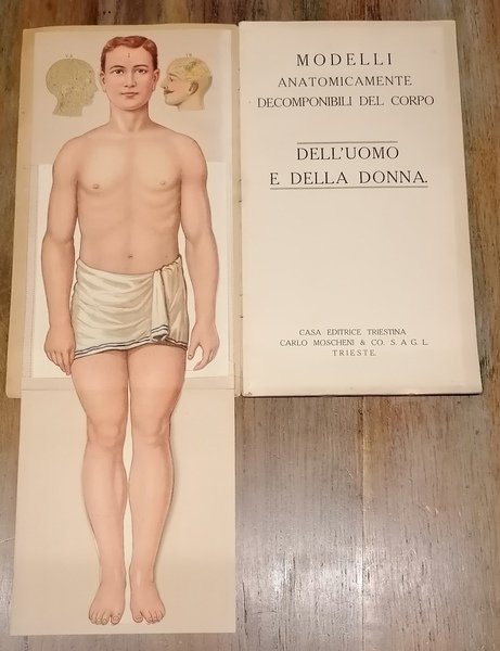 Modelli anatomicamente decomponibili del corpo dell'uomo e della donna.