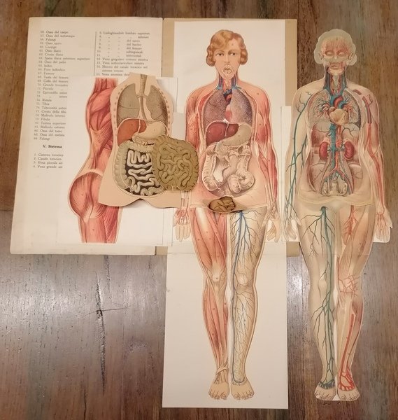 Modelli anatomicamente decomponibili del corpo dell'uomo e della donna.