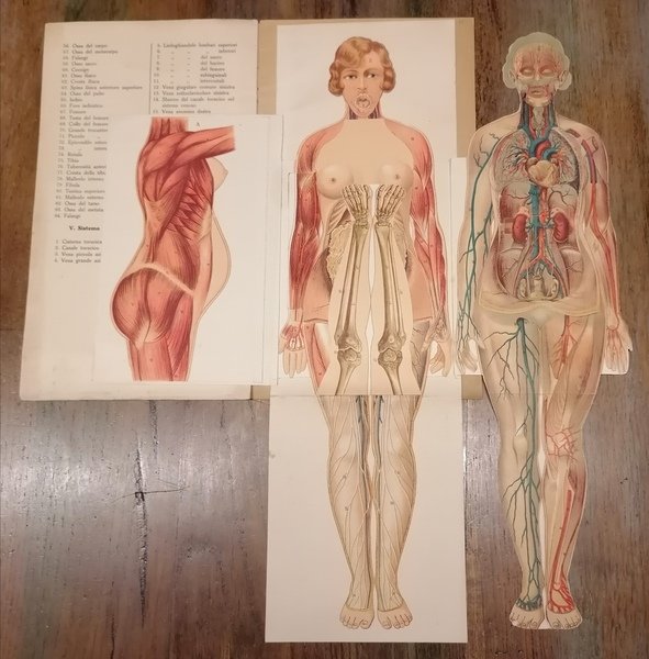 Modelli anatomicamente decomponibili del corpo dell'uomo e della donna.