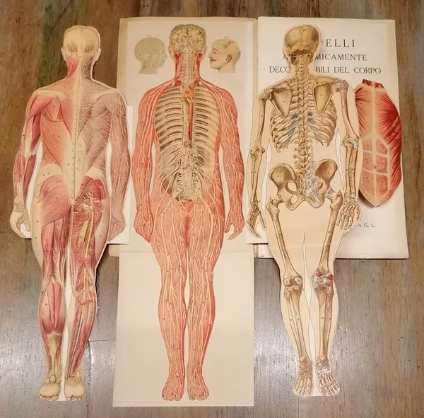 Modelli anatomicamente decomponibili del corpo dell'uomo e della donna.