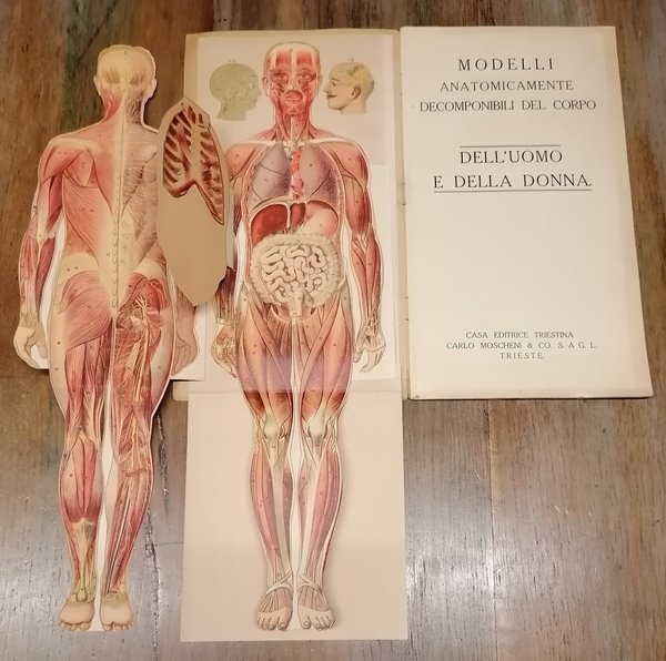 Modelli anatomicamente decomponibili del corpo dell'uomo e della donna.