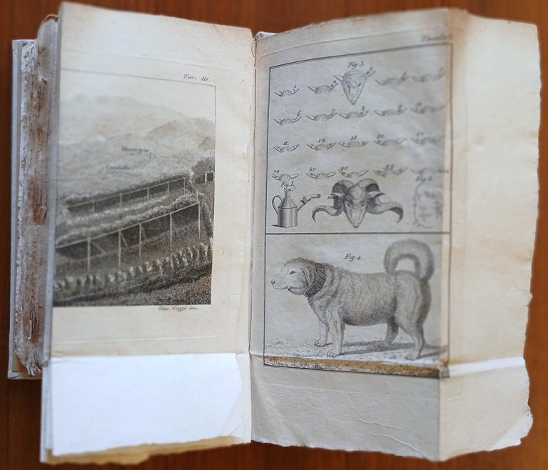 Del governo delle pecore spagnuole e italiane e dei vantaggi … | Immagine Gallery 10