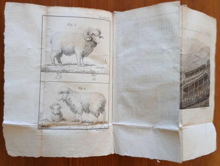 Del governo delle pecore spagnuole e italiane e dei vantaggi … | Immagine Gallery 9