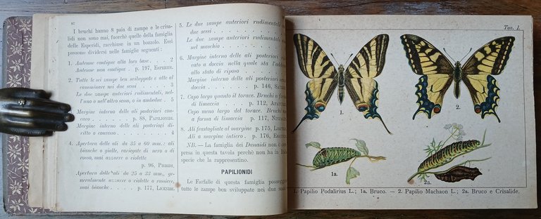 Tra le farfalle. Guida alla conoscenza ed alla determinazione dei …