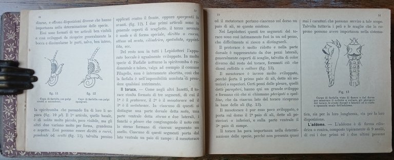 Tra le farfalle. Guida alla conoscenza ed alla determinazione dei …