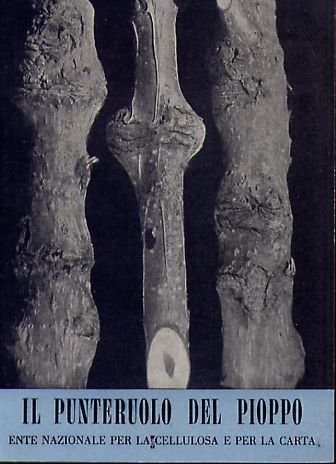Il Punteruolo Del Pioppo | Immagine principale