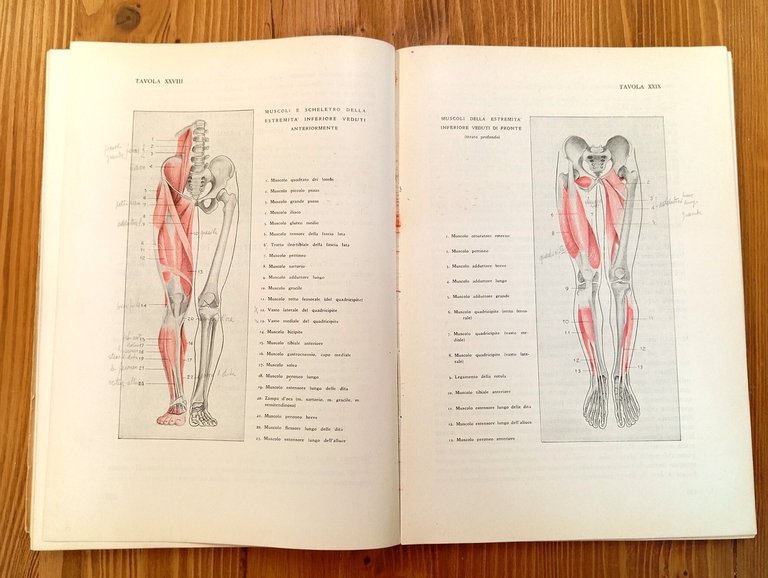 Anatomia per gli artisti
