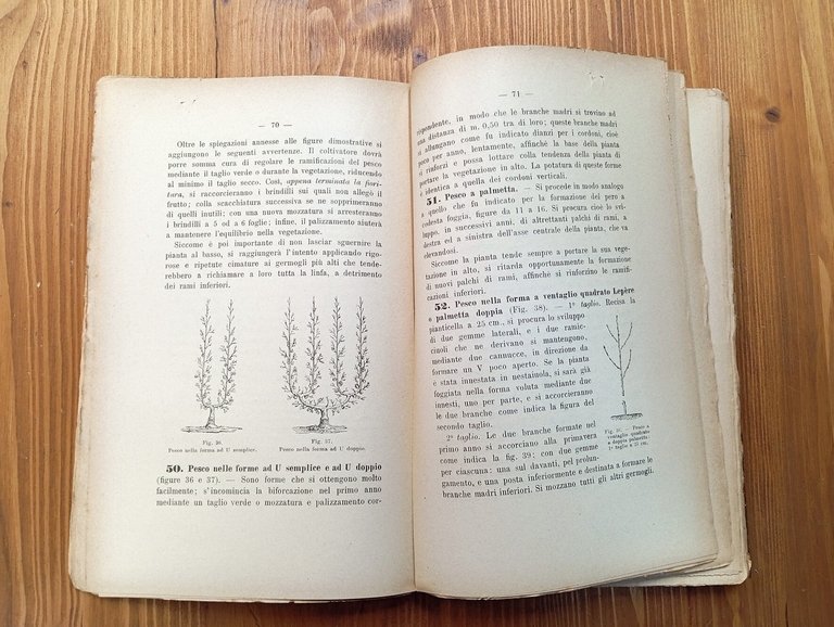 Corso d'agraria. Volume terzo, parte seconda: Frutticultura - Gelsicultura - …