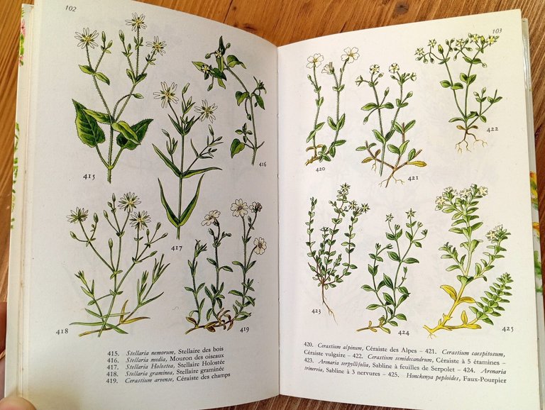 Fleurs des champs et des bois