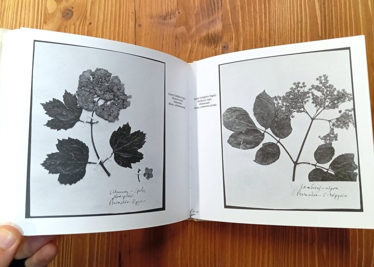 Herbarium Rainerianum. Rarità botaniche dalla Villa Reale di Monza alla …