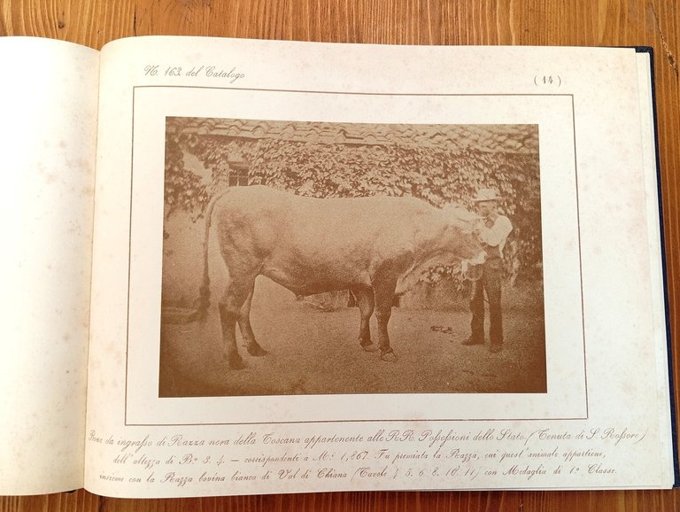 L'album Semplicini (2 volumi in cofanetto)