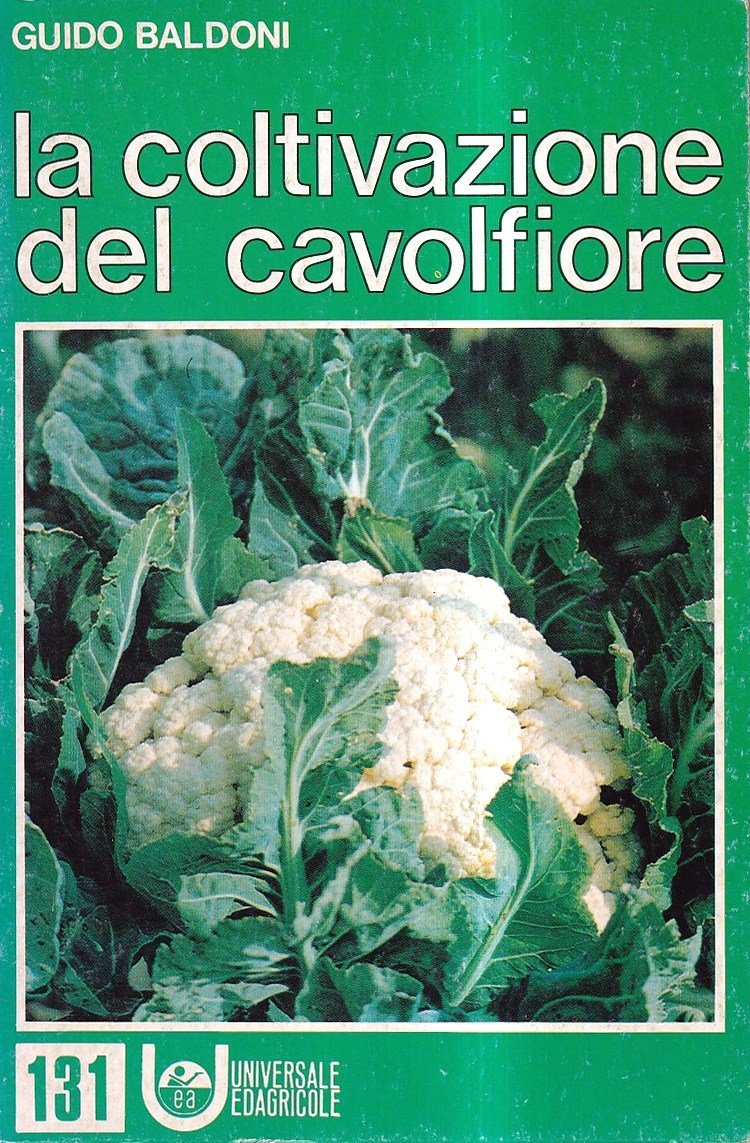 La Coltivazione del Cavolfiore | Immagine principale