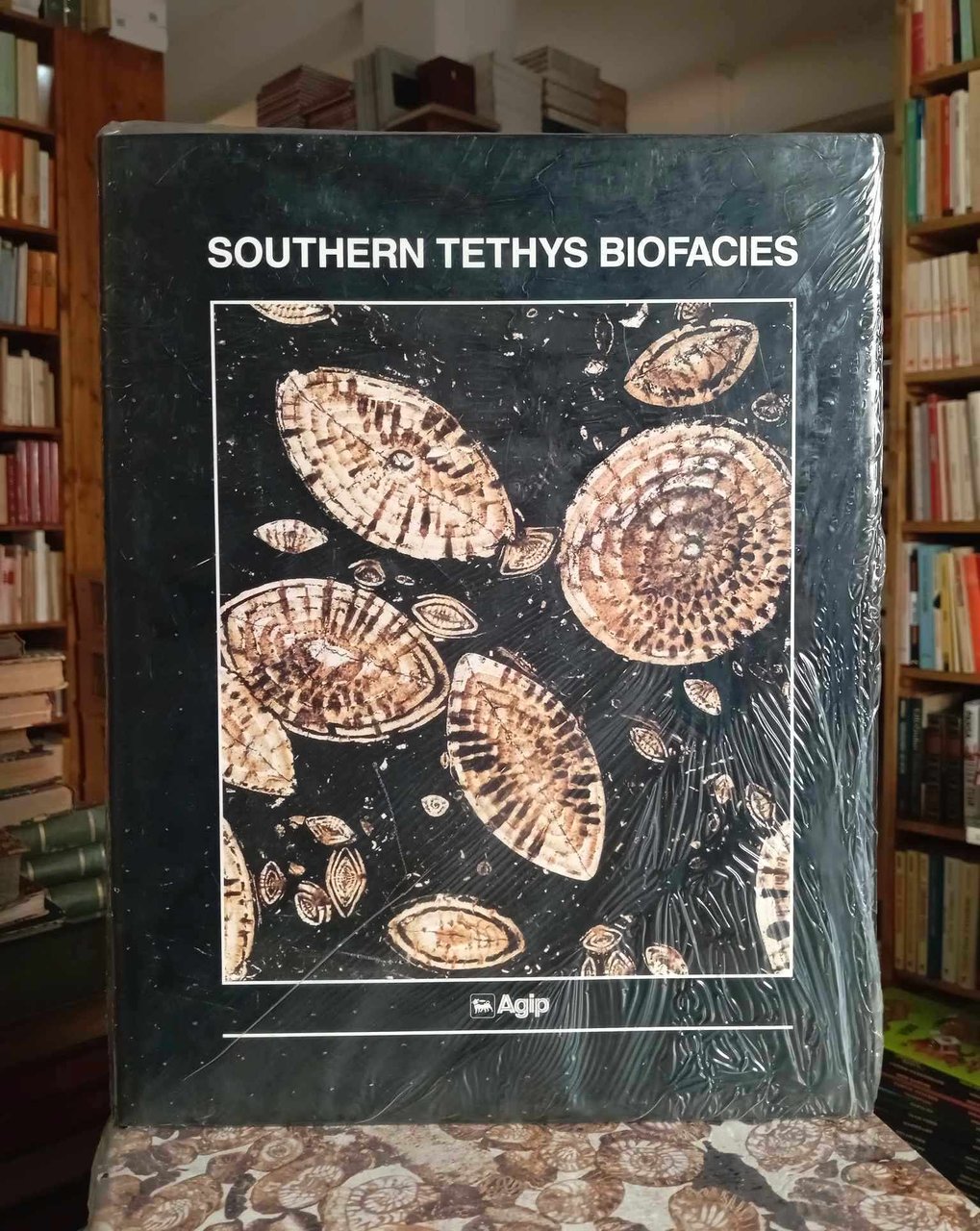 Southern Tethys Biofacies | Immagine principale