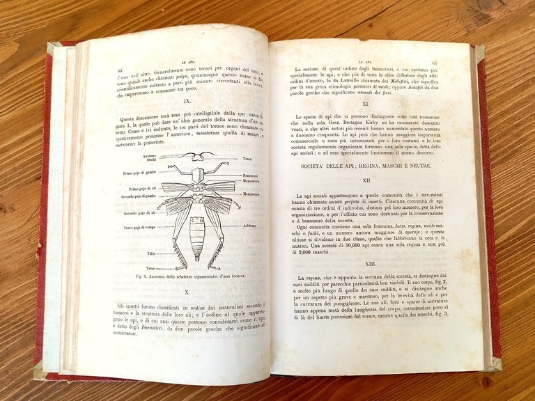 Varietà di Storia Naturale