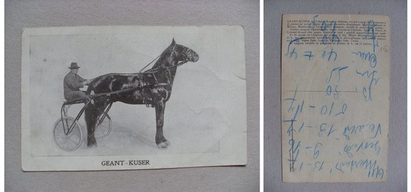 Cartolina / postcard GEANT - KUSER (cavallo)