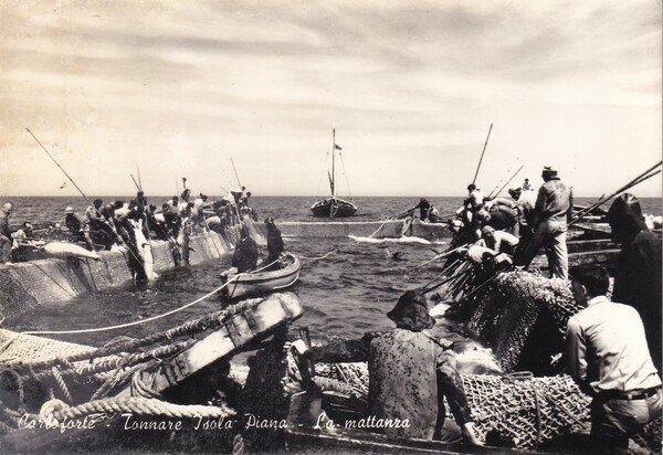 Cartolina Carloforte - Tonnare Isola Piana - La mattanza. 1968