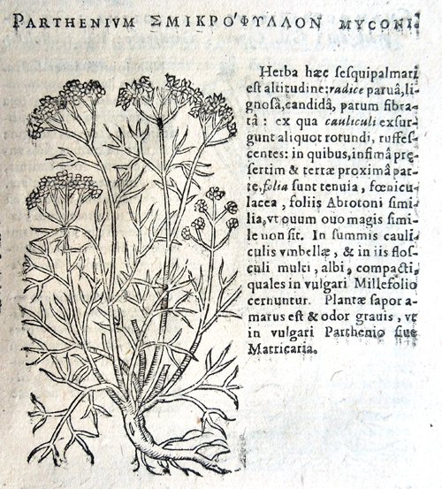 Stirpium icones et sciagraphia cum omnibus, quae de plantarum natura, …