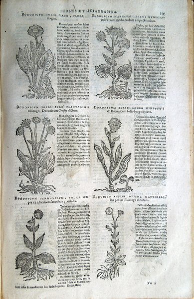 Stirpium icones et sciagraphia cum omnibus, quae de plantarum natura, …