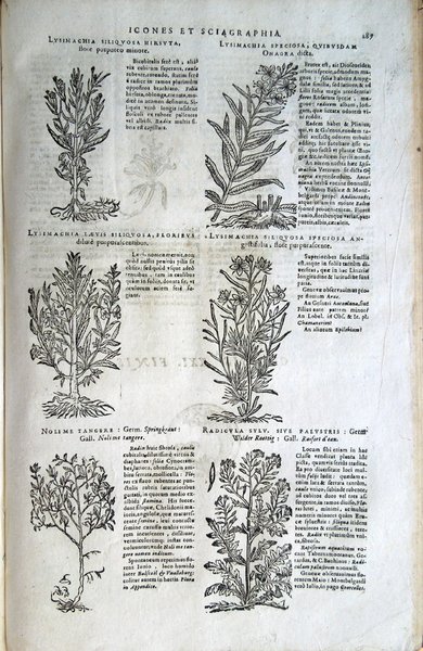 Stirpium icones et sciagraphia cum omnibus, quae de plantarum natura, …