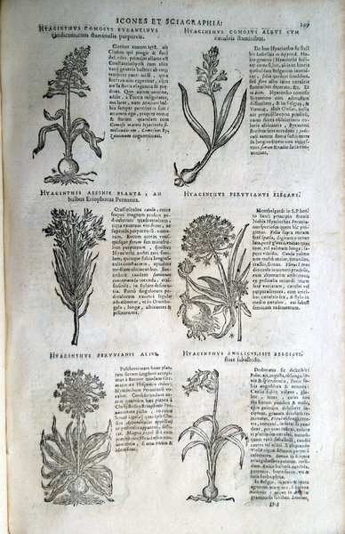 Stirpium icones et sciagraphia cum omnibus, quae de plantarum natura, …