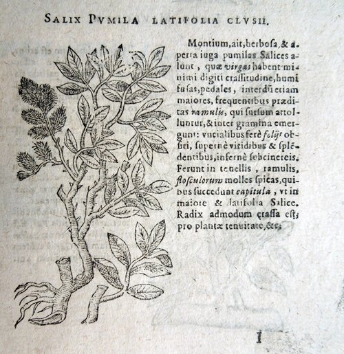 Stirpium icones et sciagraphia cum omnibus, quae de plantarum natura, …