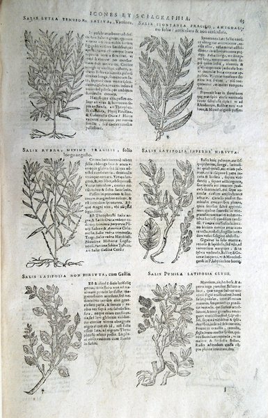 Stirpium icones et sciagraphia cum omnibus, quae de plantarum natura, …