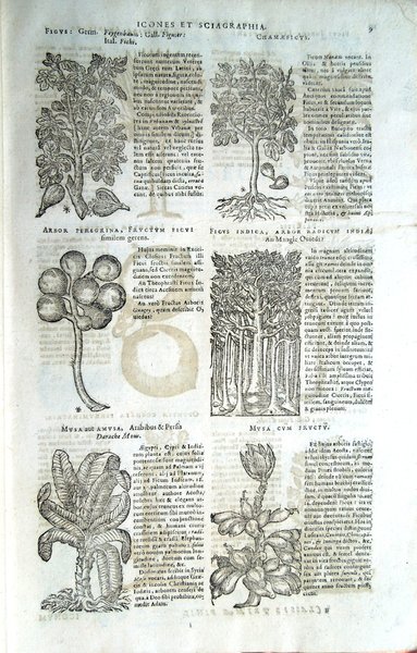 Stirpium icones et sciagraphia cum omnibus, quae de plantarum natura, …